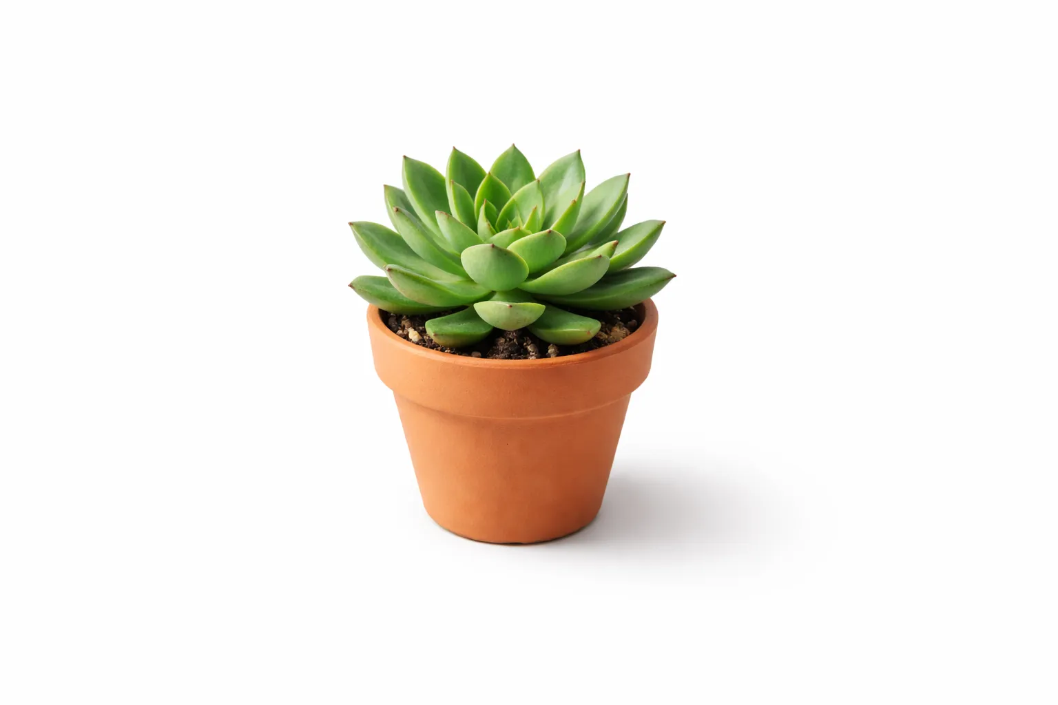 Fast AI background remover processing a photo in seconds